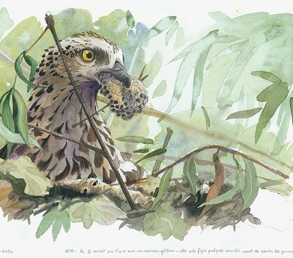 2209 - Atelier initiation au dessin naturaliste 13h 30