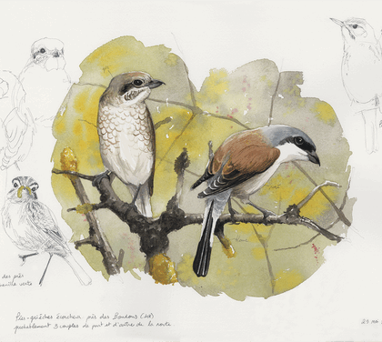 2208 - Atelier initiation au dessin naturaliste 11h